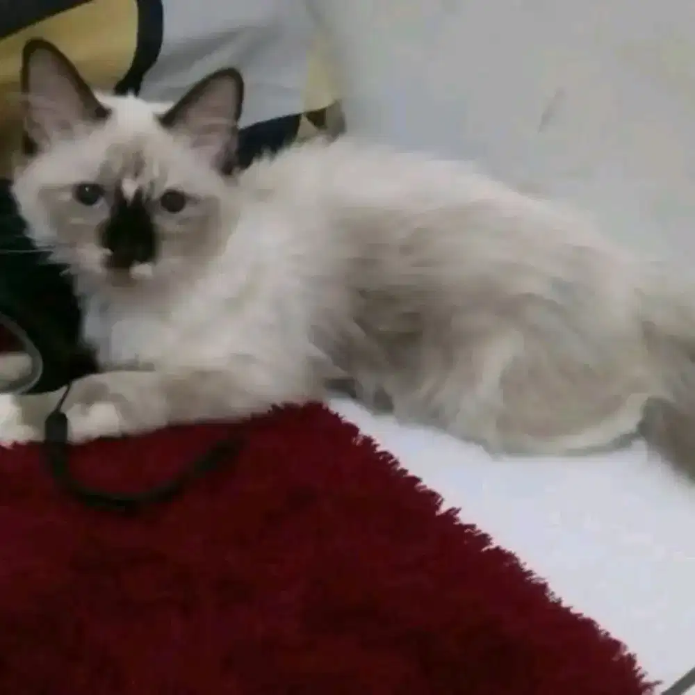 Ragdol betina Mata merah