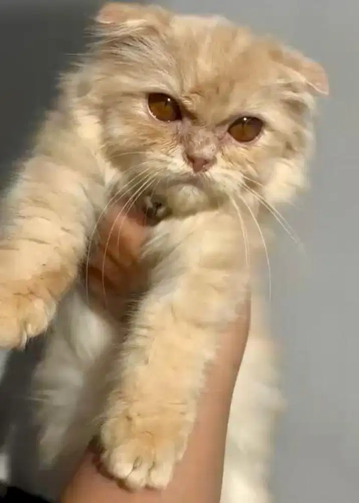 Munchkin NS Fold Cebol