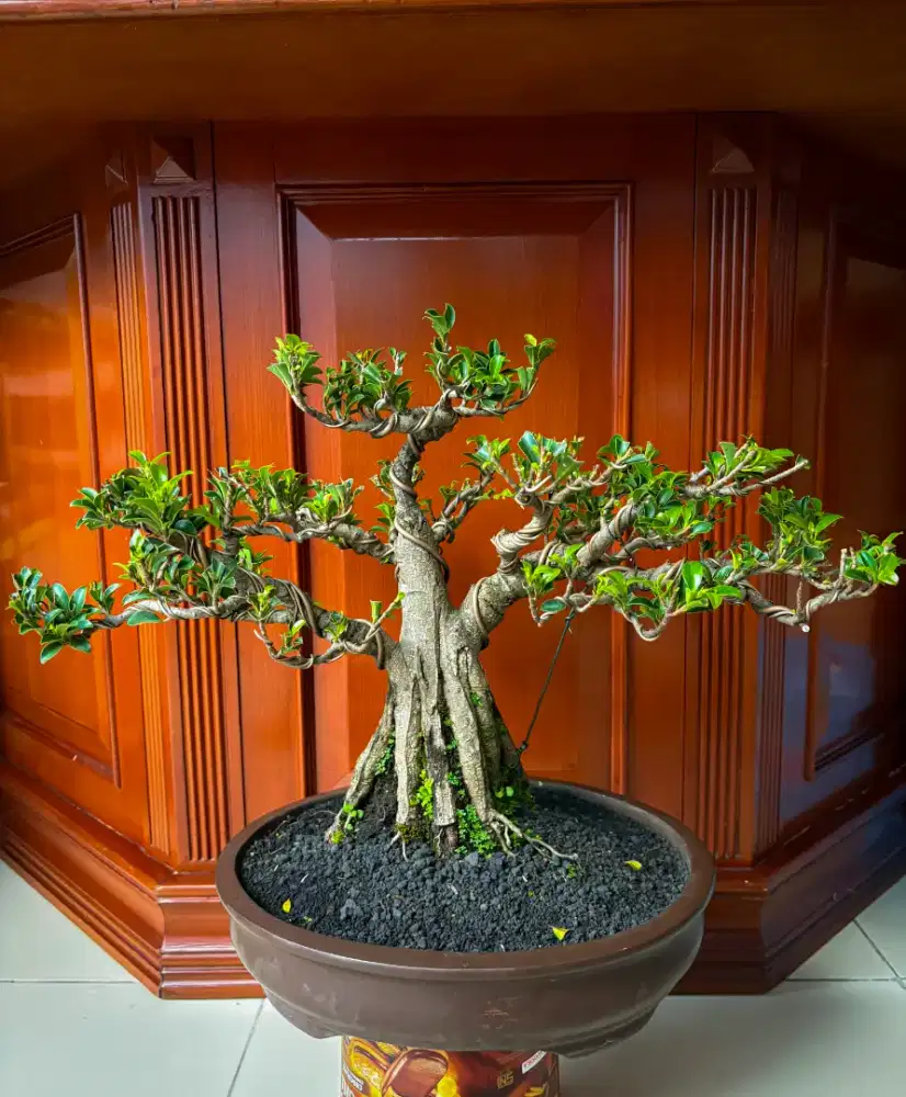 Bonsai Beringin Elegant