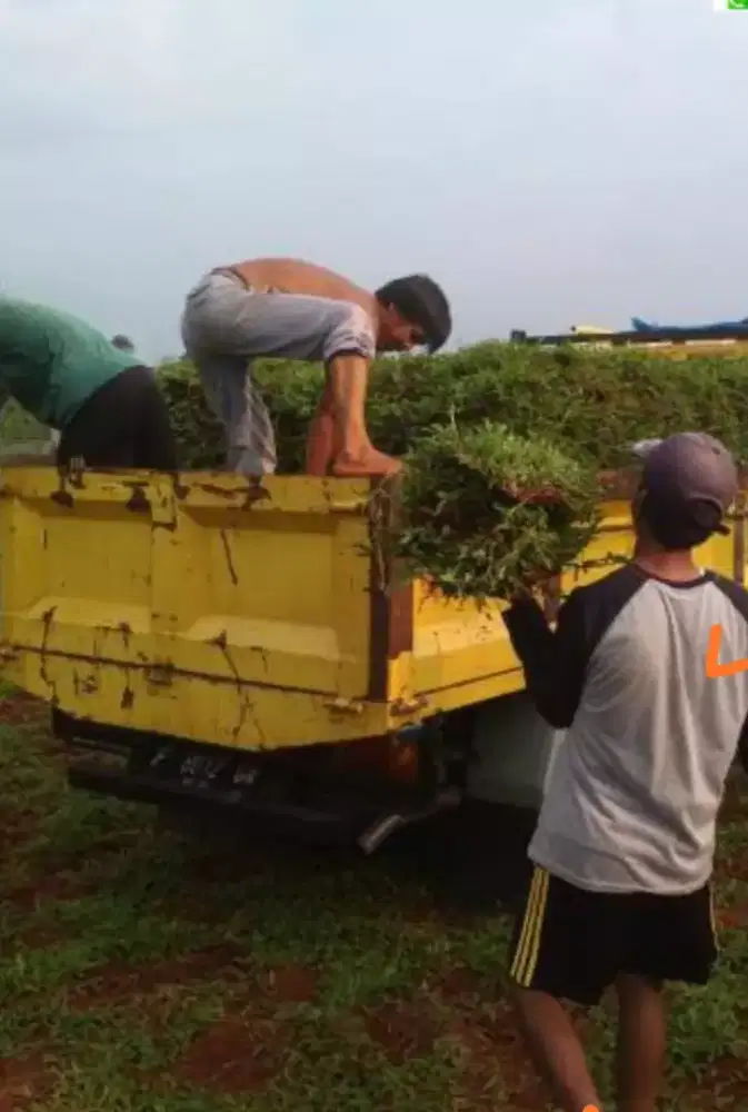 Jual rumput gajah biasa/rumput lapangan