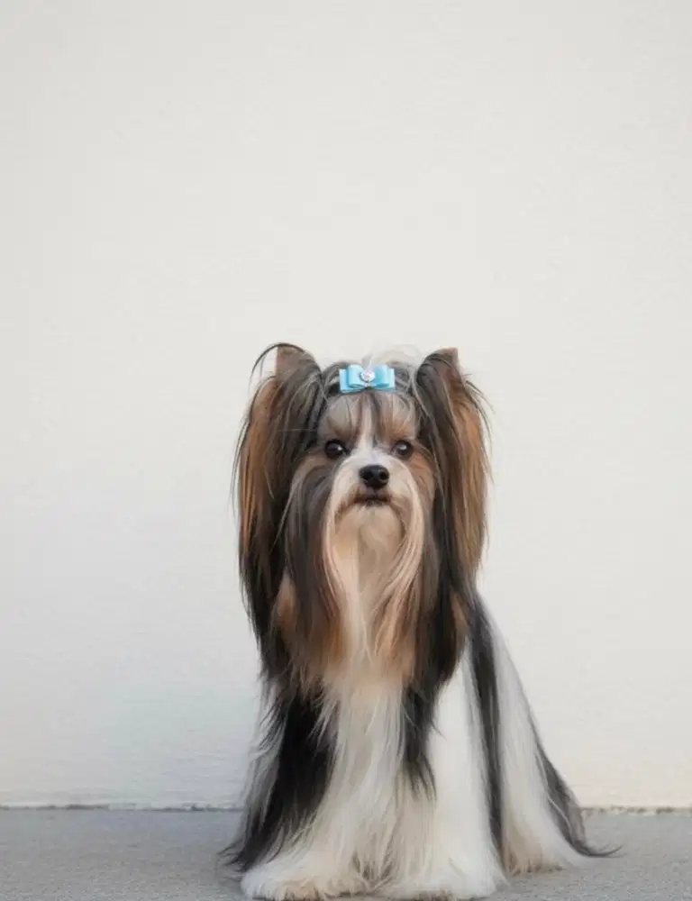 Jual anakan biewer yorkshire terrier ( biewer yorkie)