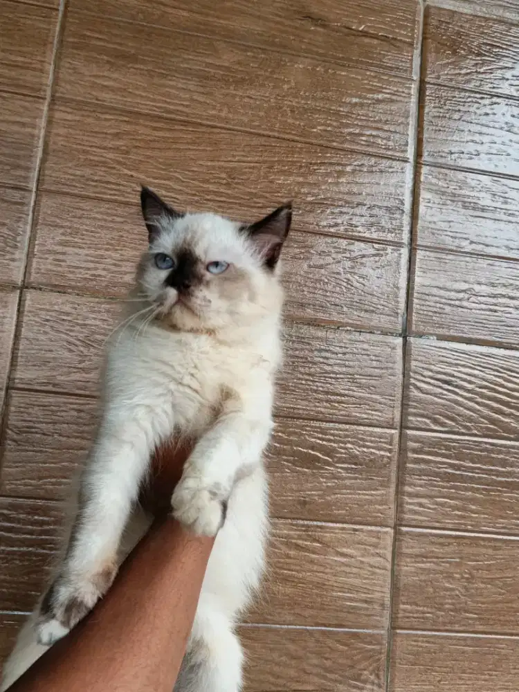 Kucing kitten himalaya betina