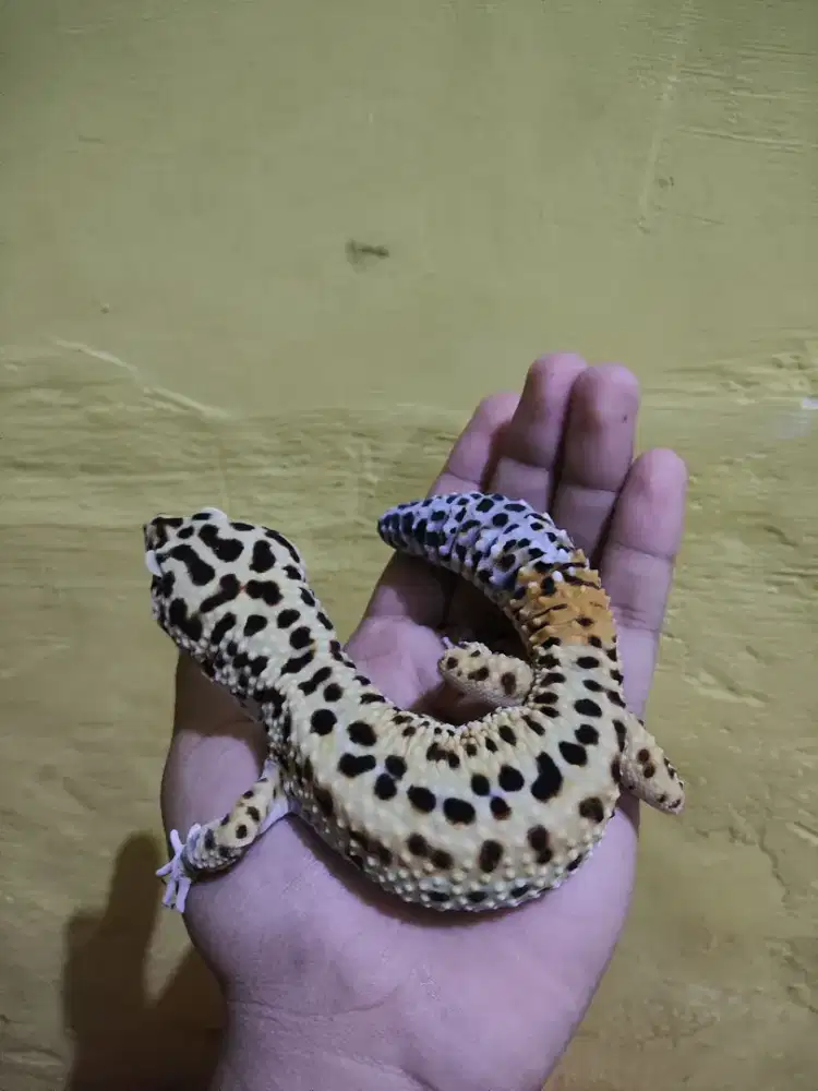 Leopard Gecko Temper Male Usia Dewasa 2thn