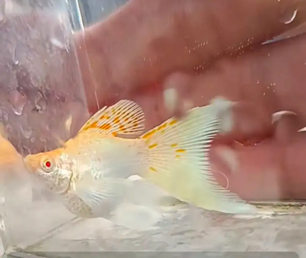 Ikan molly albino