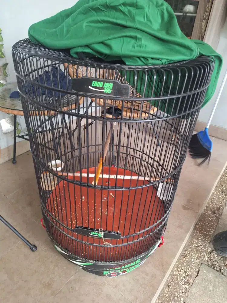 Kandang murai nomer 1