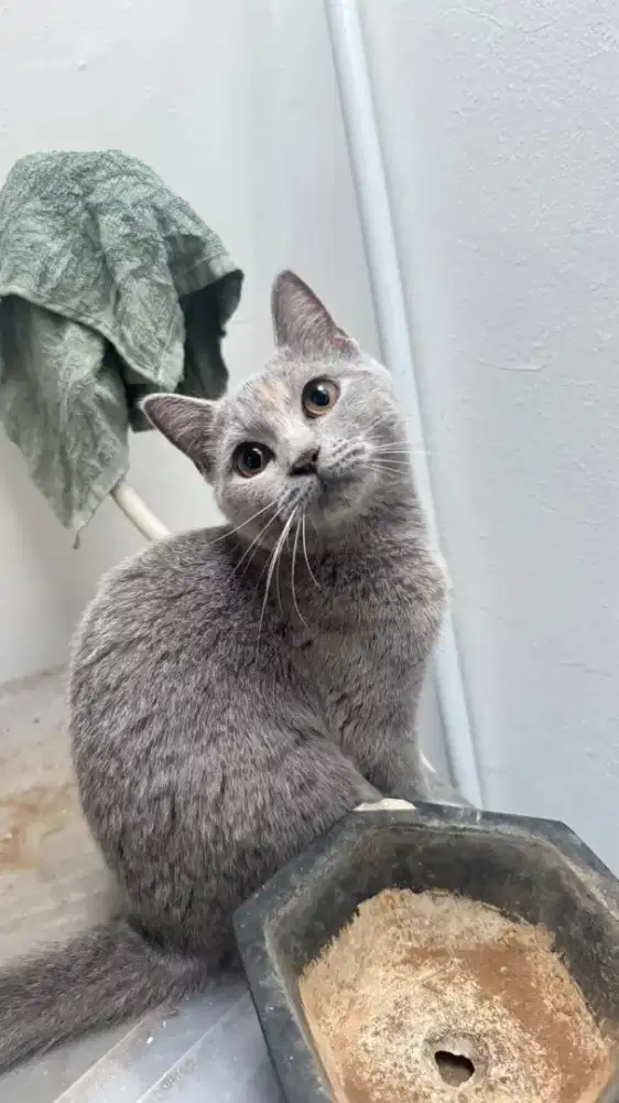 BETINA BRITISH SHORTHAIR