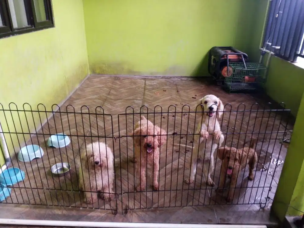 poodle betina jantan