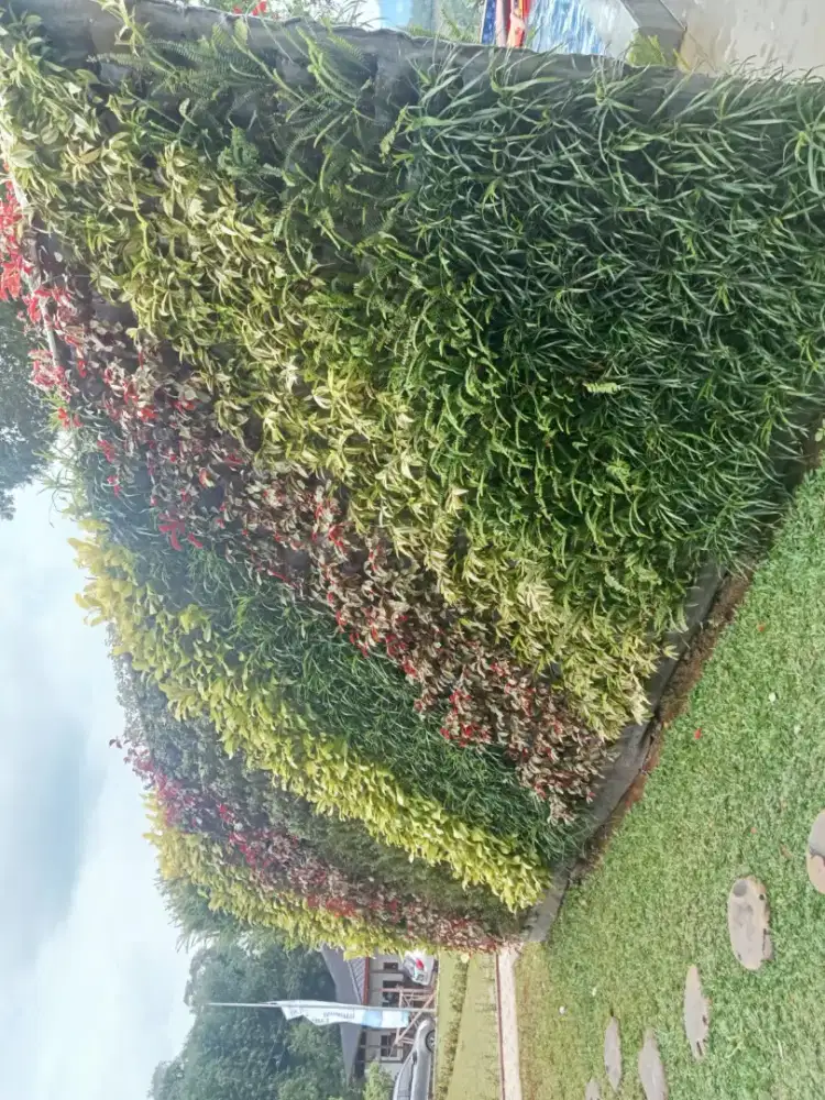 Jasa Taman Vertical garden