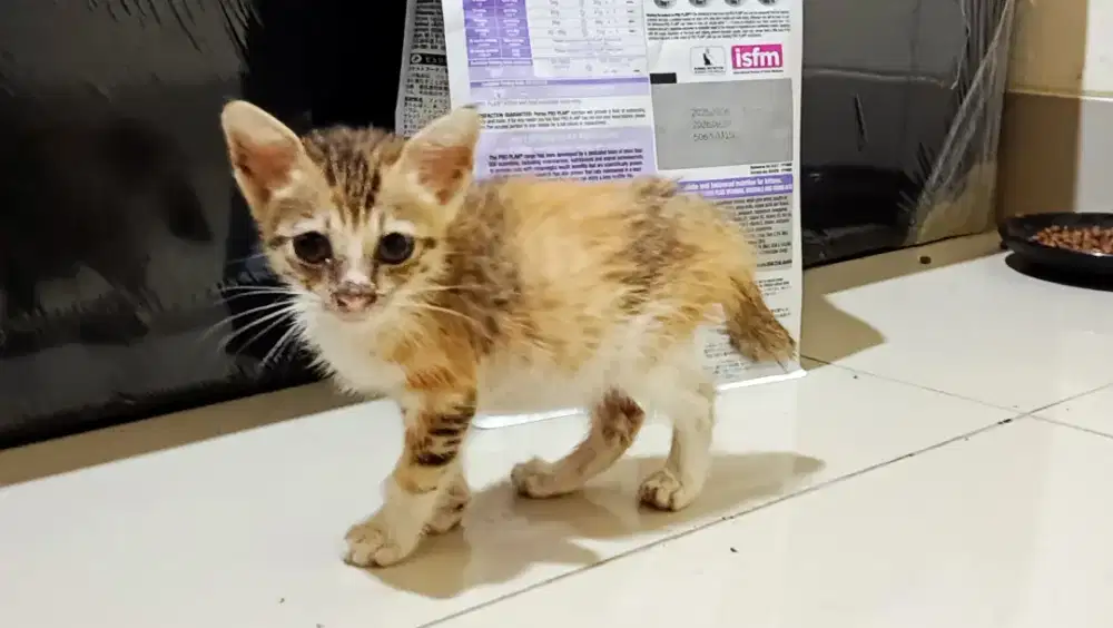 FREE ADOPT 2 ANAK KUCING DOMESTIC