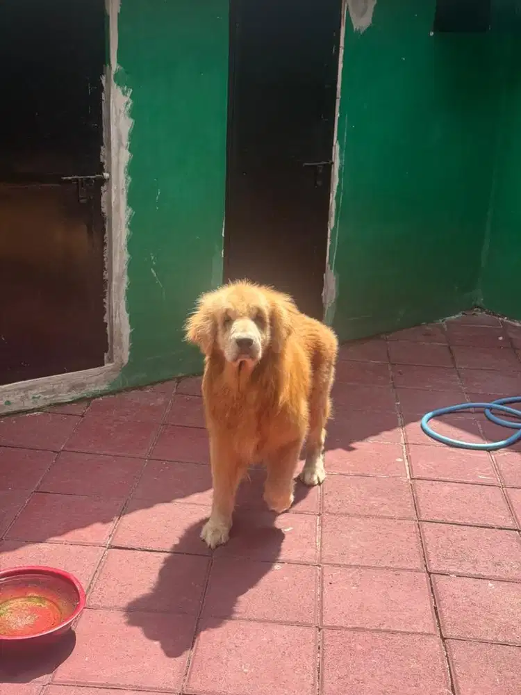 anjing golden retriever jantan anak champion