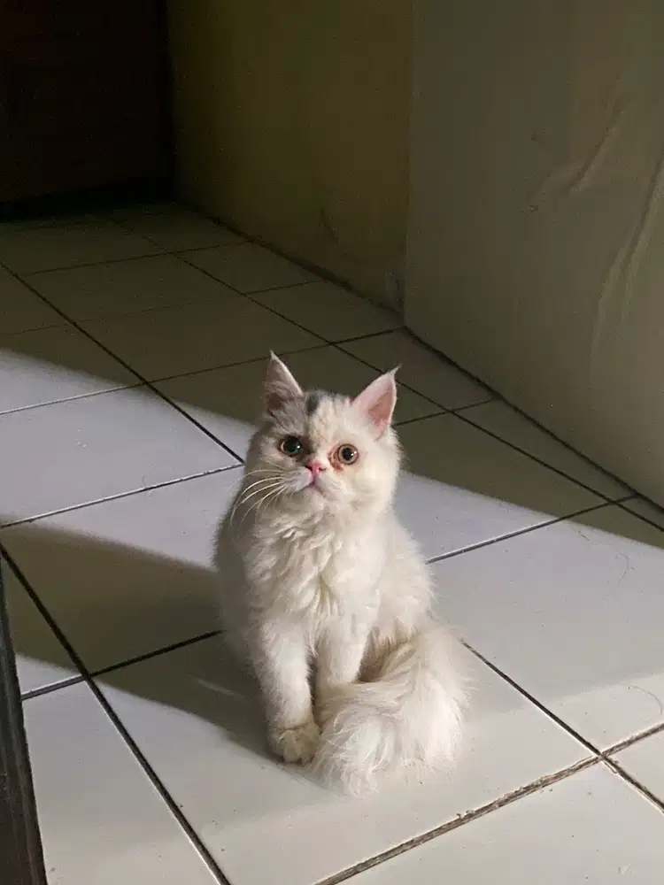 HASIL PERANAKAN PEAKNOSE