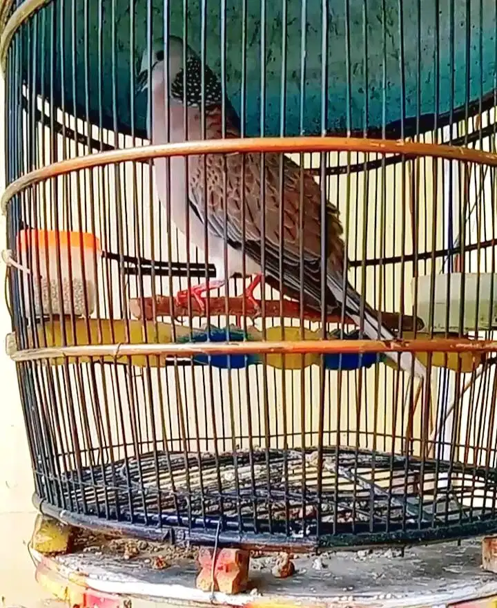 Derkuku jantan kuk dua asli alam bodi big