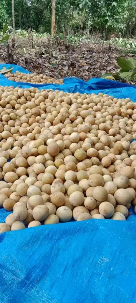 Impal untuk suami istri