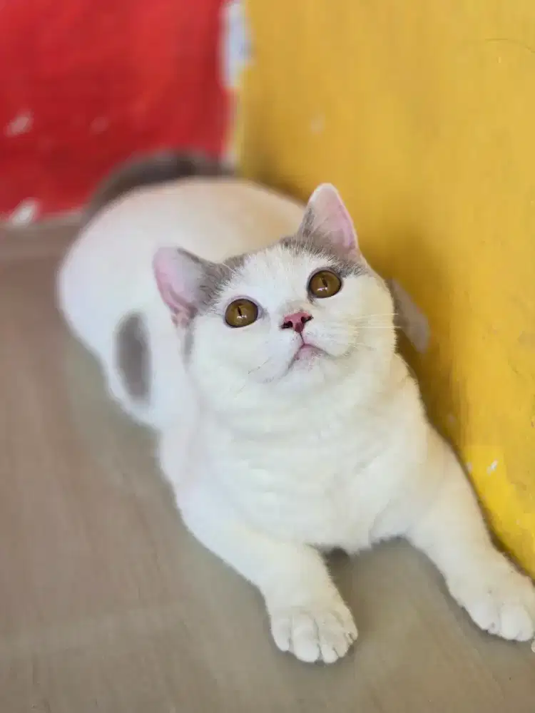 Kucing british shorthair bsh ped wcf