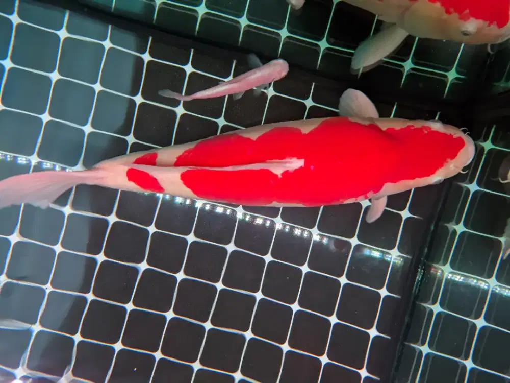 Koi kohaku doitsu 55cm bulky