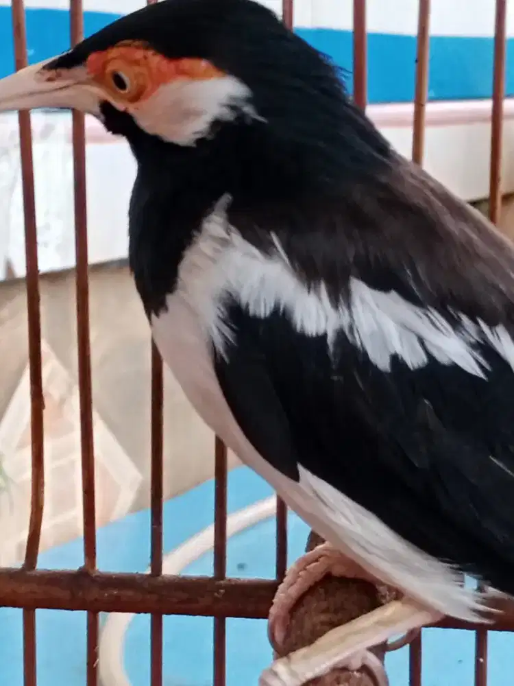 Jual burung jalak suren