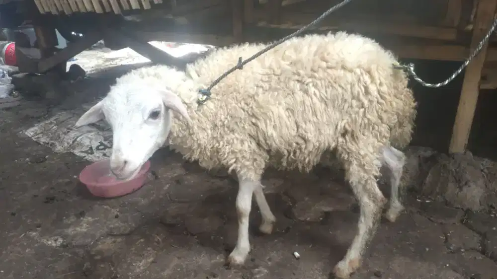 Domba betina 3 bulan