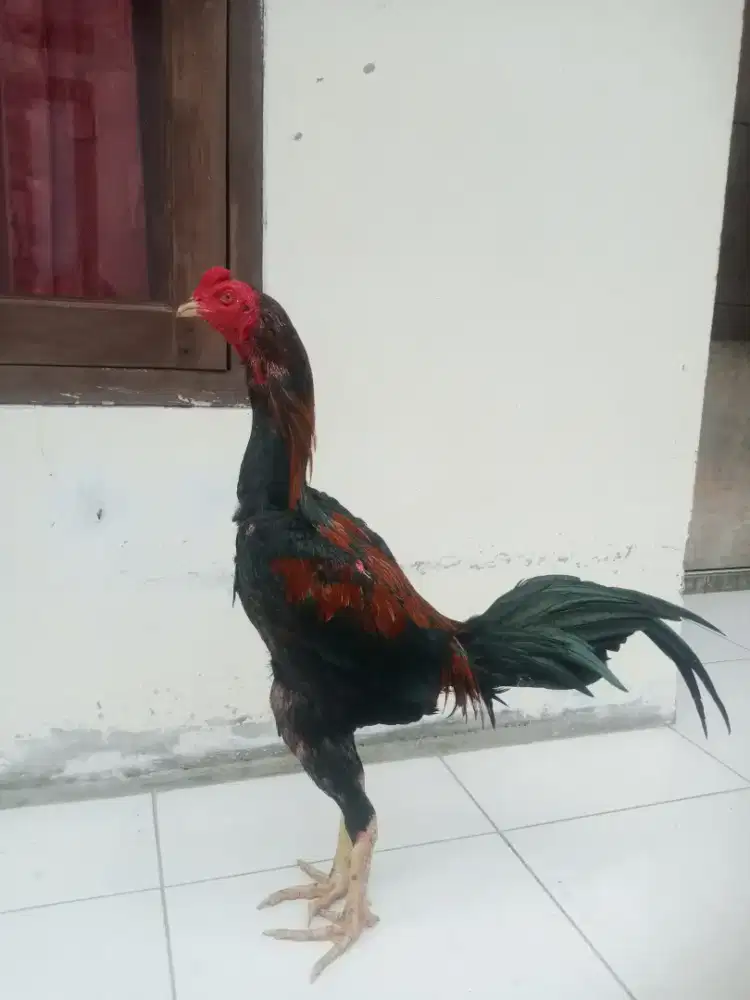 Ayam Bangkok muda