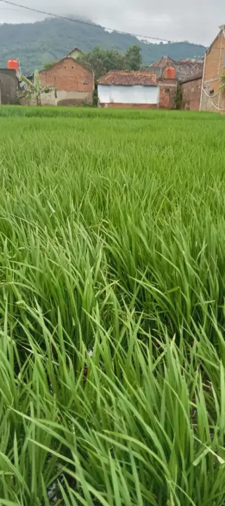 Dijual Sawah di Jelekong, Baleendah, Bandung