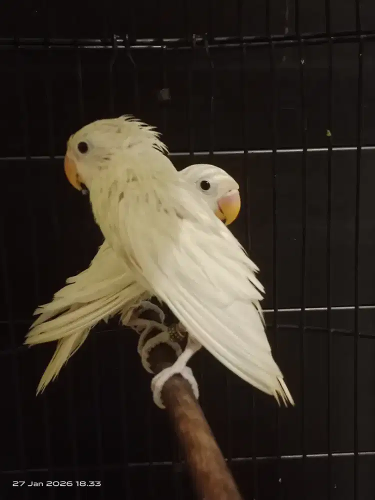 Beby albino prospekan