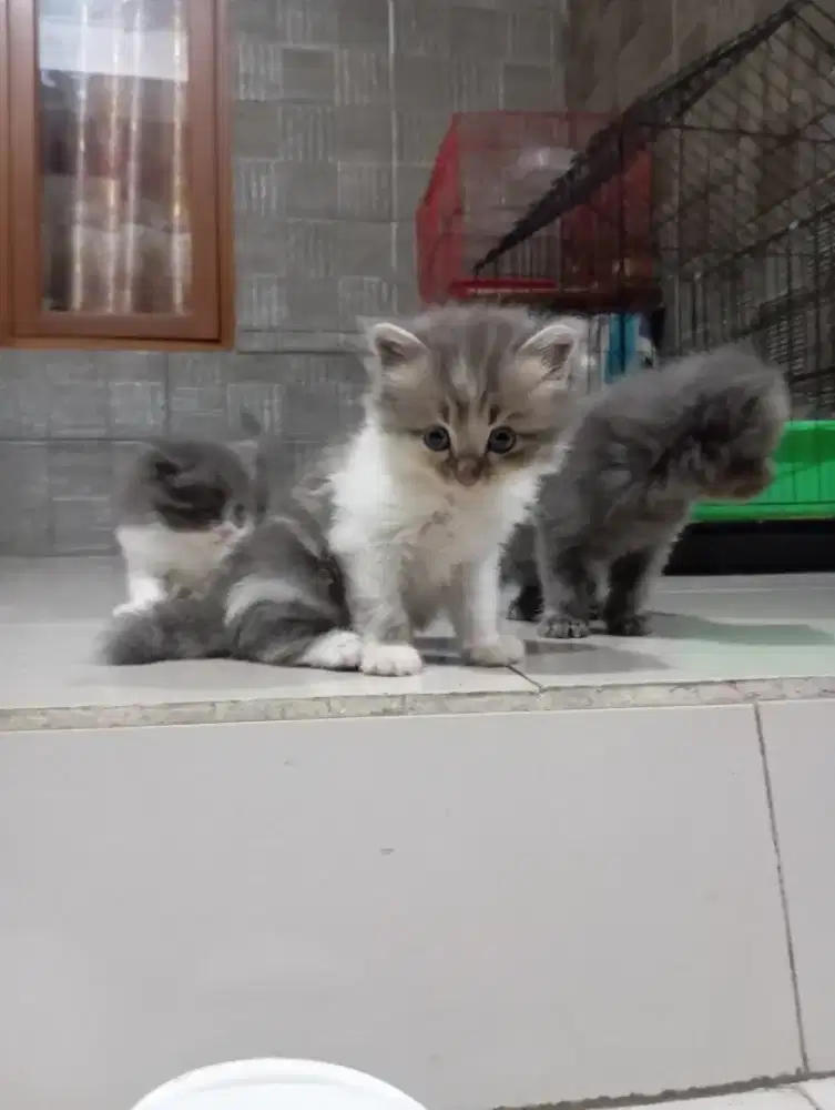 Kitten BLH mix betina