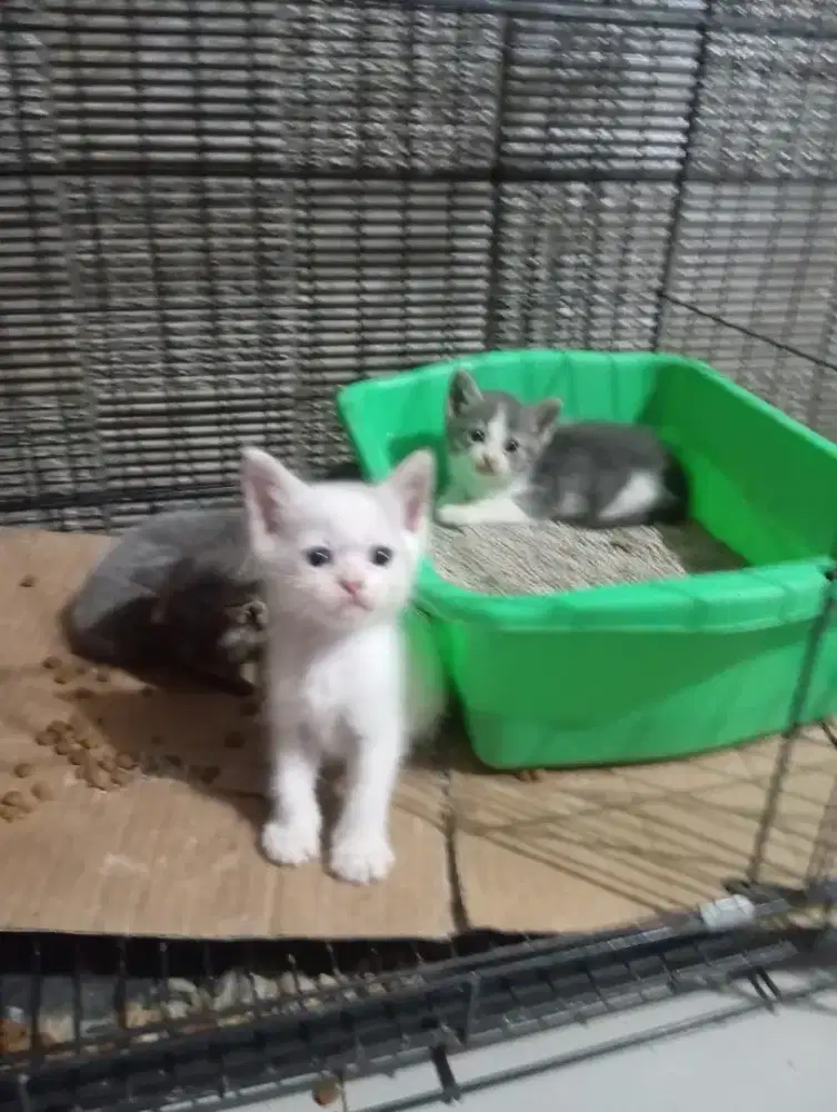 Kucing lepas borongan BSH mix