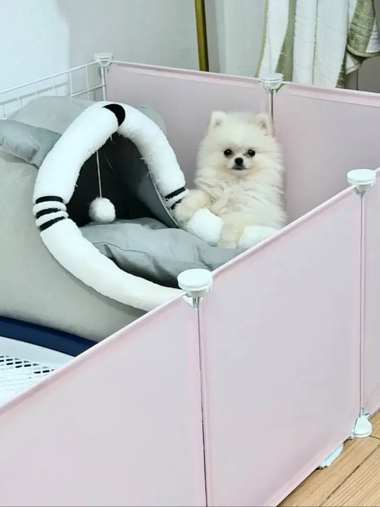 Teacup pomeranian puppies