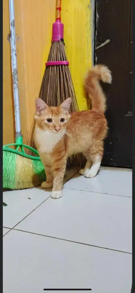 Kucing mixdome jantan