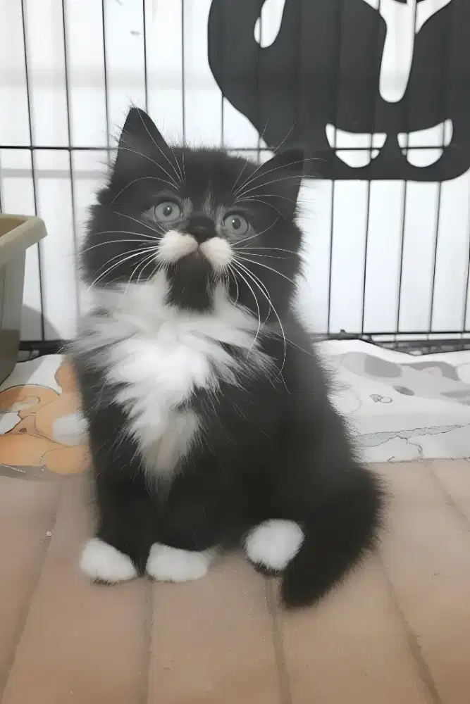 Kucing Persia Betina