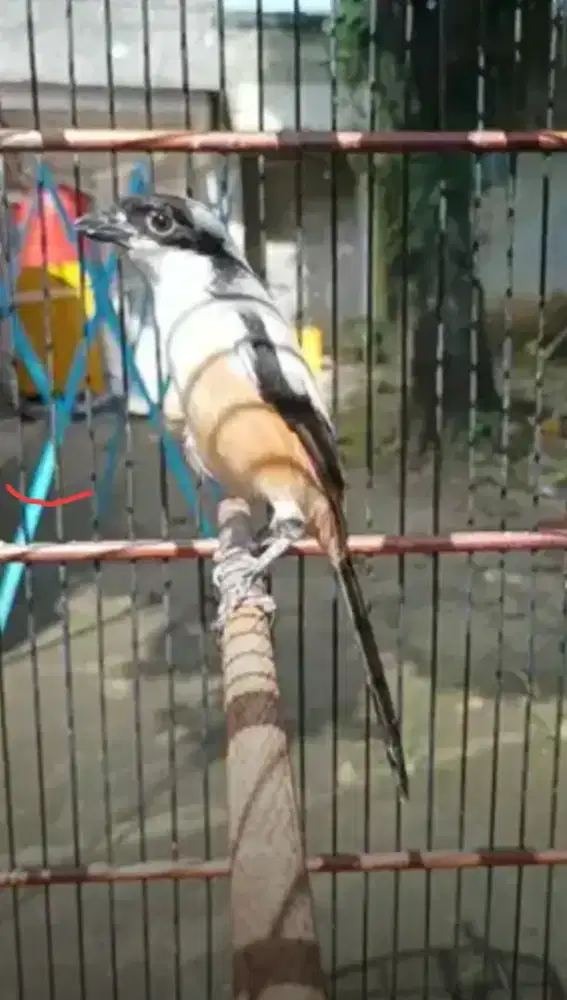 DIJUAL BURUNG PENTET CENDET GACOR BUNYI VARIASI