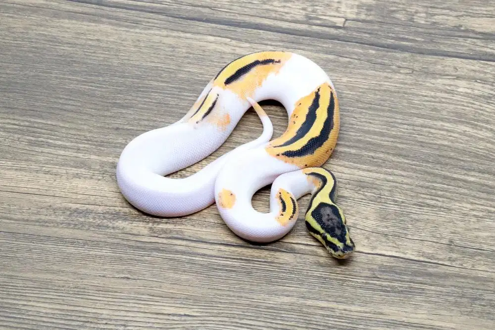 Ballpython Orange Dream YB Pastel Pied