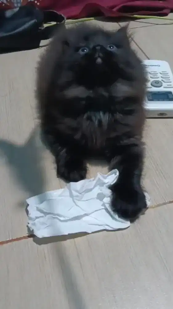 Ready kitten Persia jantan longhair
