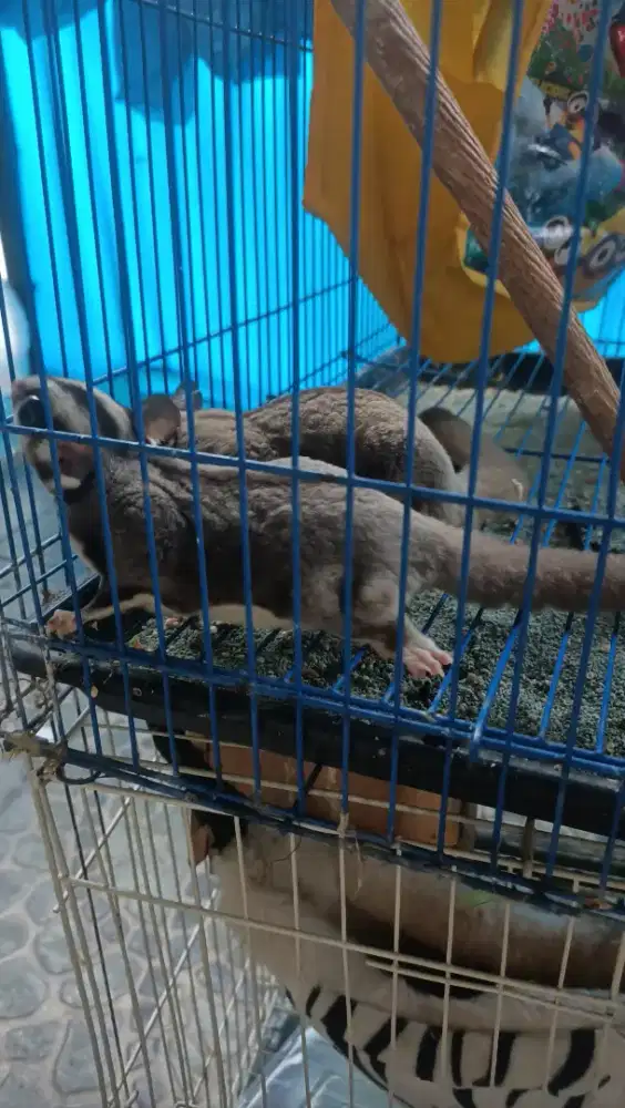 Full set Sugar Glider sepasang