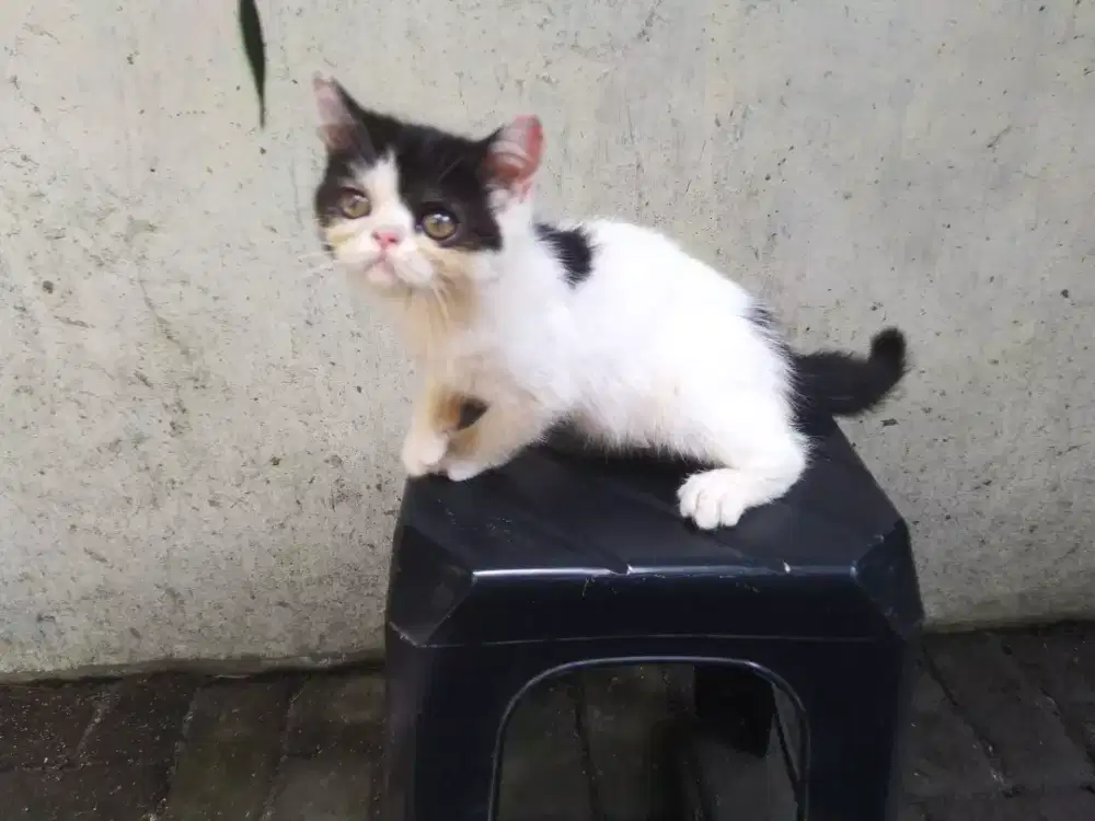 Kucing jantan persia