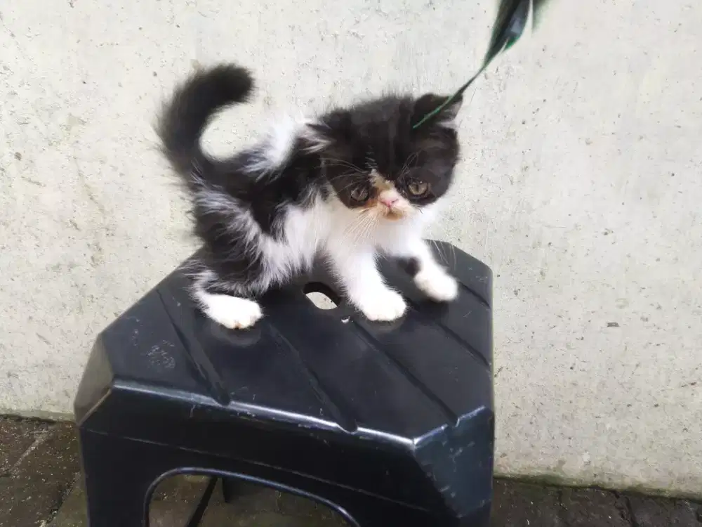 Kucing persia peaknose