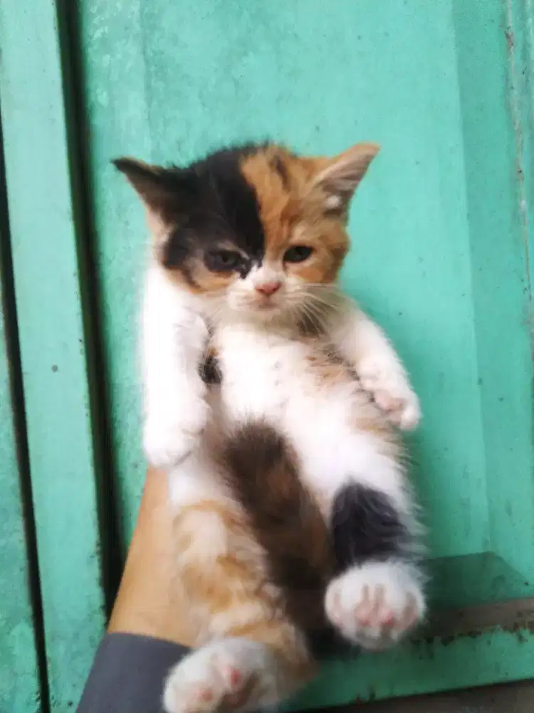 Kucing kitten persia