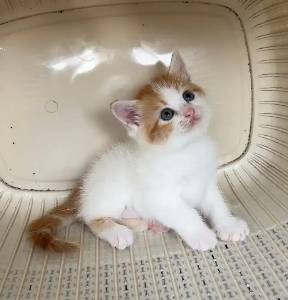 Kucing persia medium