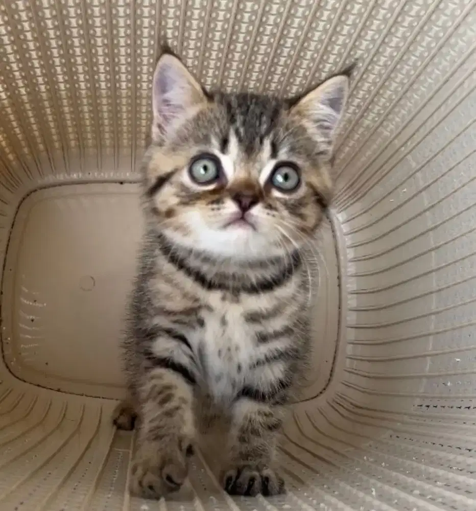 BSH British Short Hair