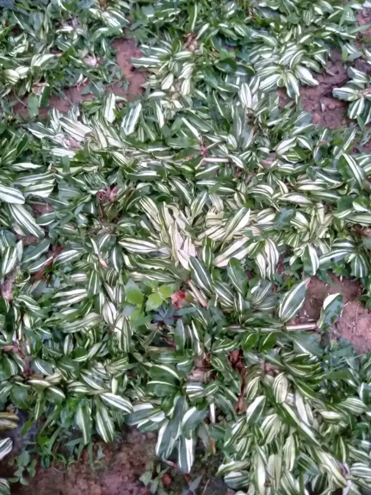 Jual rumput hias varigata