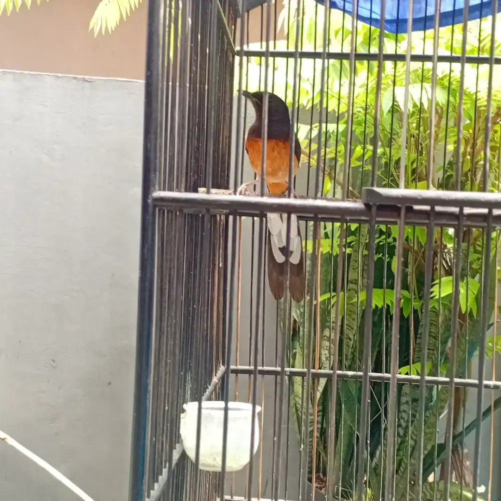 Burung murai batu betina