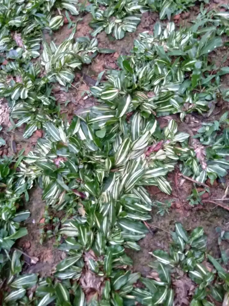 Jual rumput hias varigata