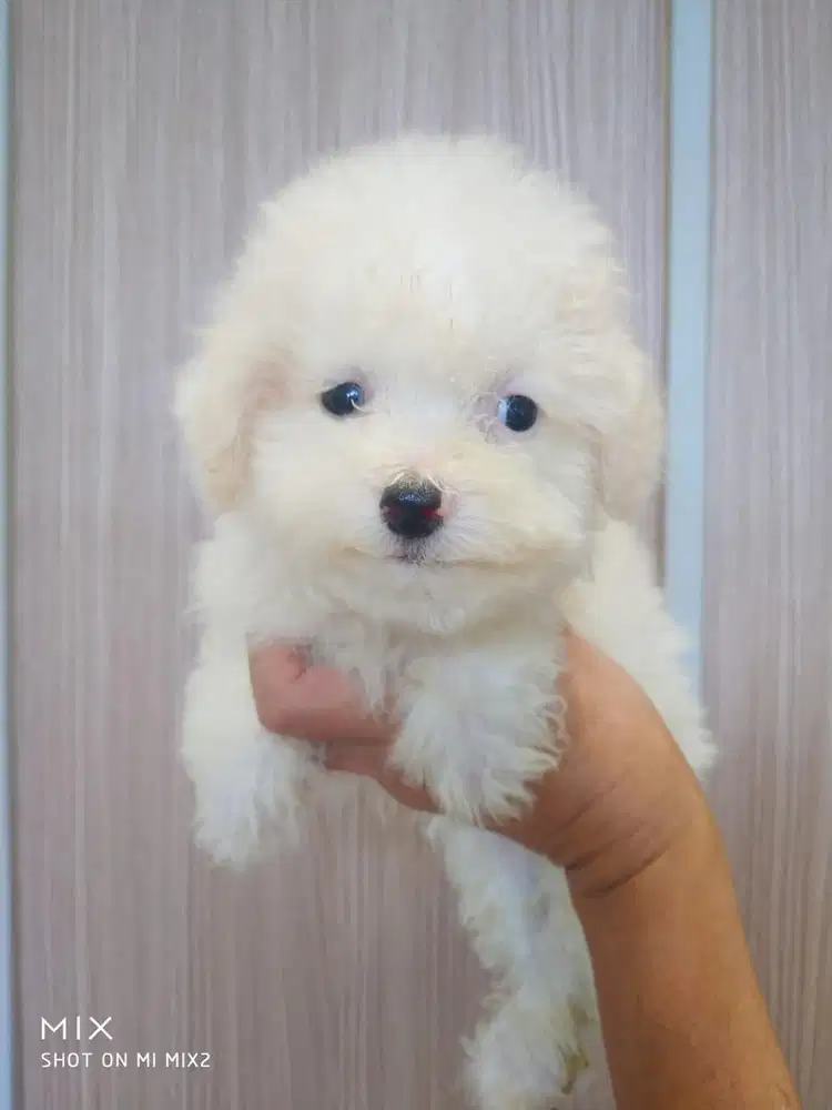 Poochon jantan 2.5bln