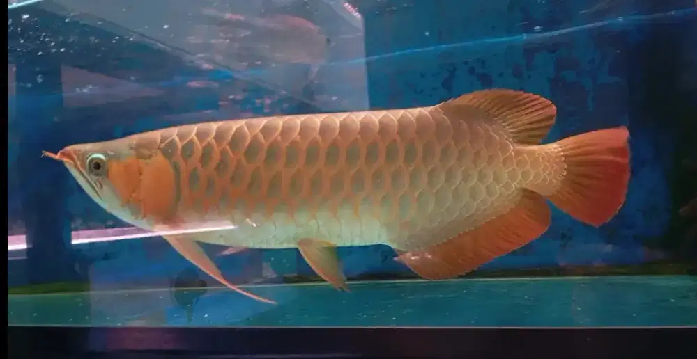 Arwana super red 46cm