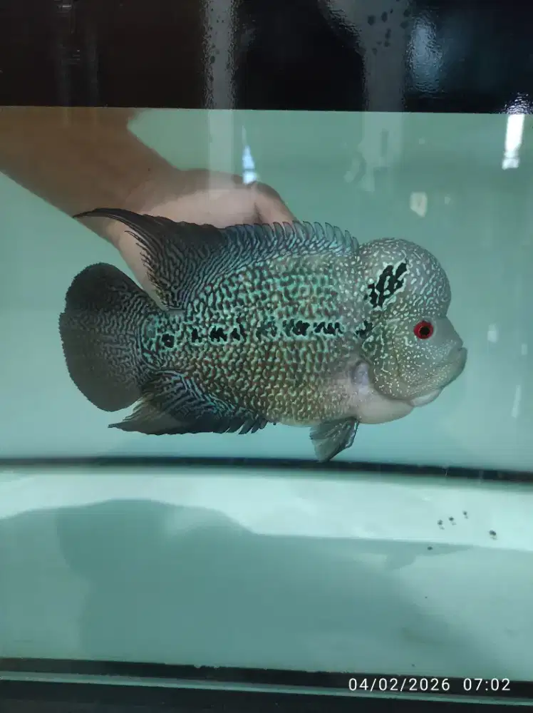 Ikan Louhan Cencu 01