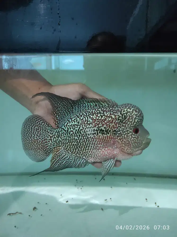 Ikan Louhan Cencu 02