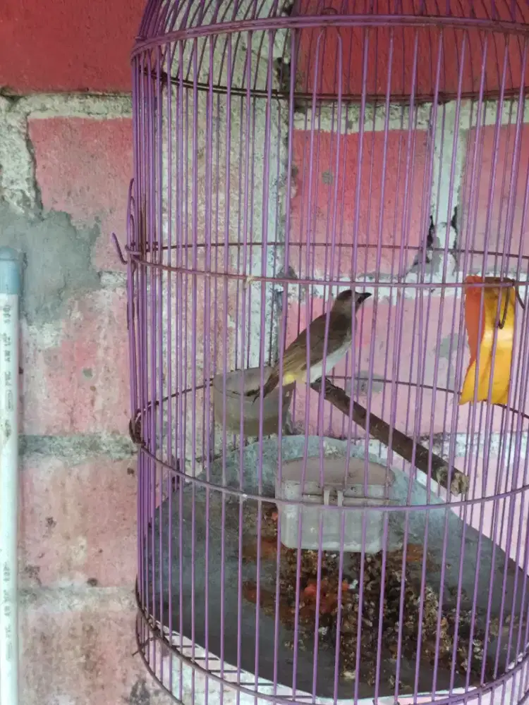 Burung trucuk rawatan rajin bunyi