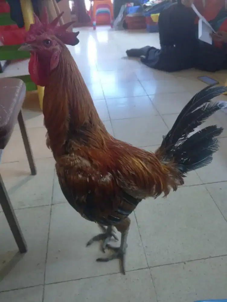 Jual ayam turunan pelung kampung