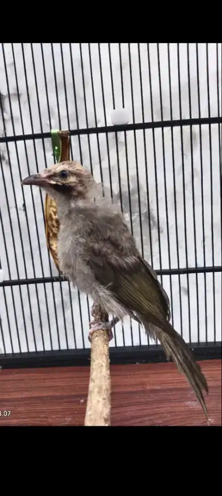 Cucak rowo anak mandiri