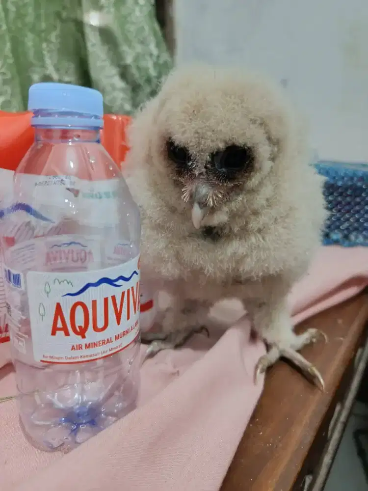 Masih bulu kapas calon jinak