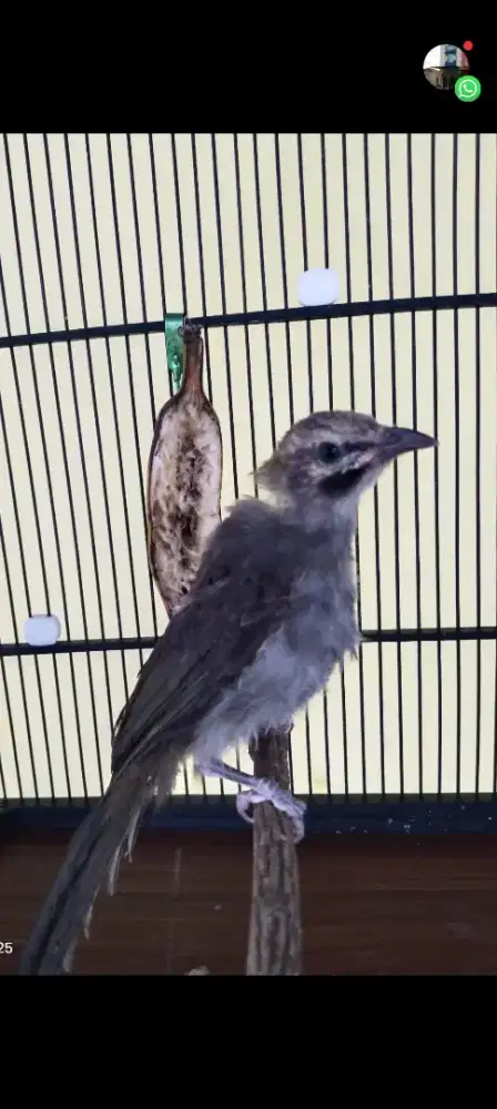 Cucak rowo anak mandiri